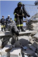 /album/fotogaleria-zemetrasenie-taliansko-april-2009/dog3-jpg/